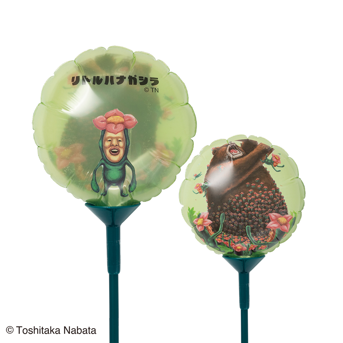 リトルハナガシラ